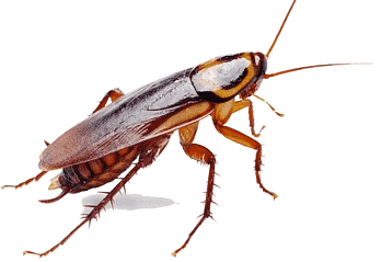 Cockroach serices img