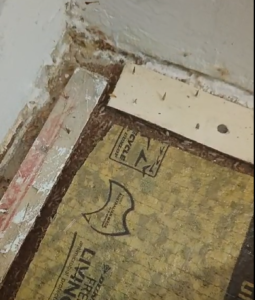 Termite Infestation in a bedroom under the carpet image