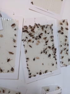cockroaches damage