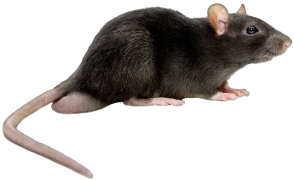 rodent service img