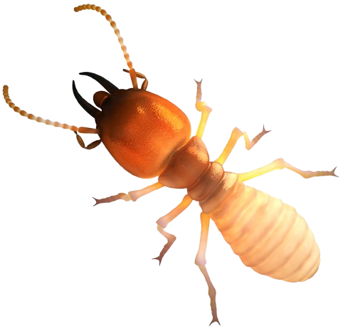 termite service img