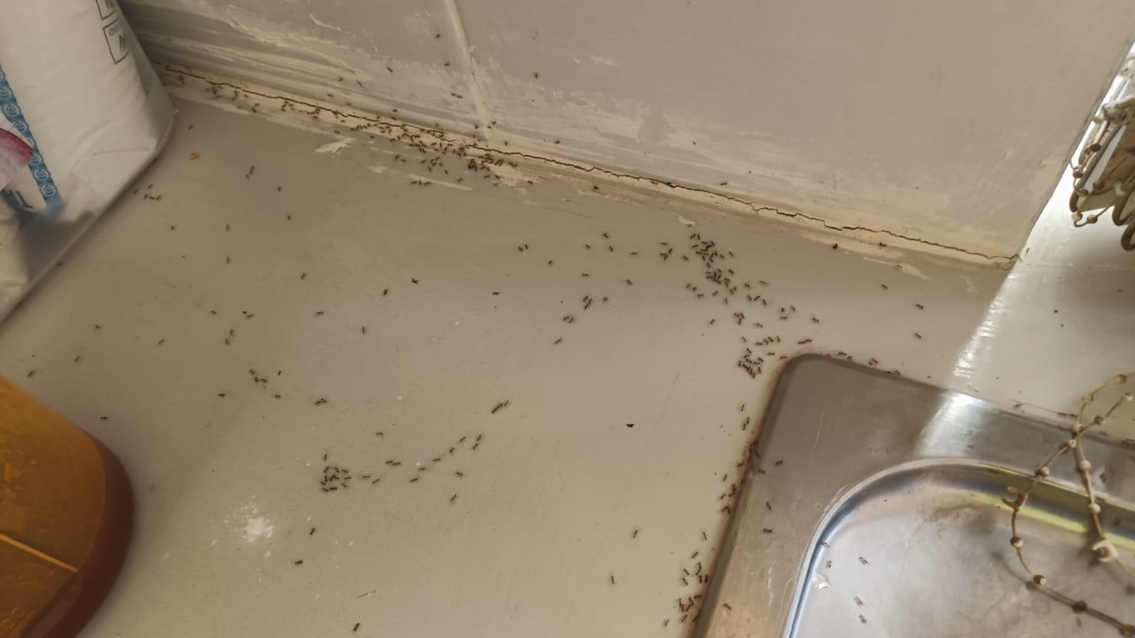 Ant infestation in kitchen Image 1