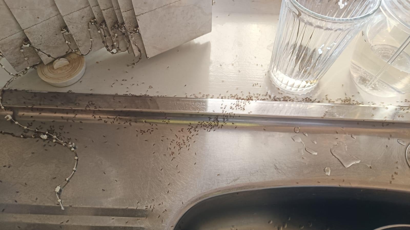 Ant infestation in kitchen Image 2