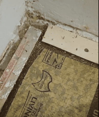 Termite Infestation in a bedroom under the carpet image