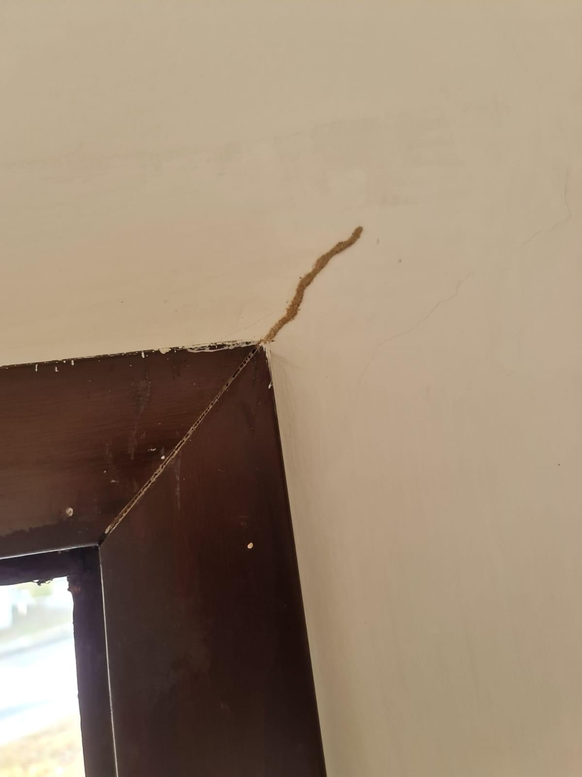 Termite damage 13