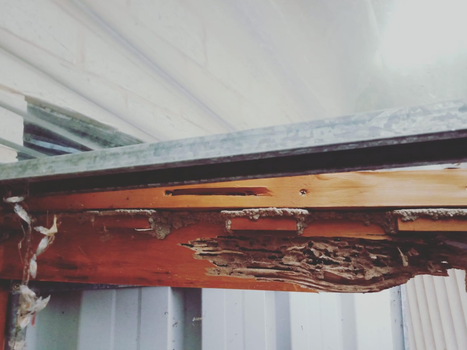 Termite damage 2