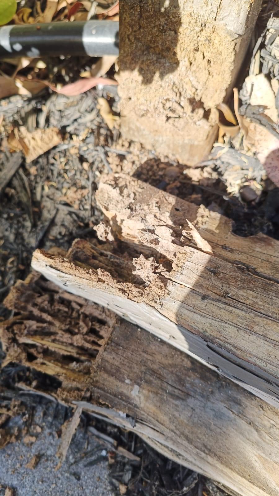 Termite damage Image 1