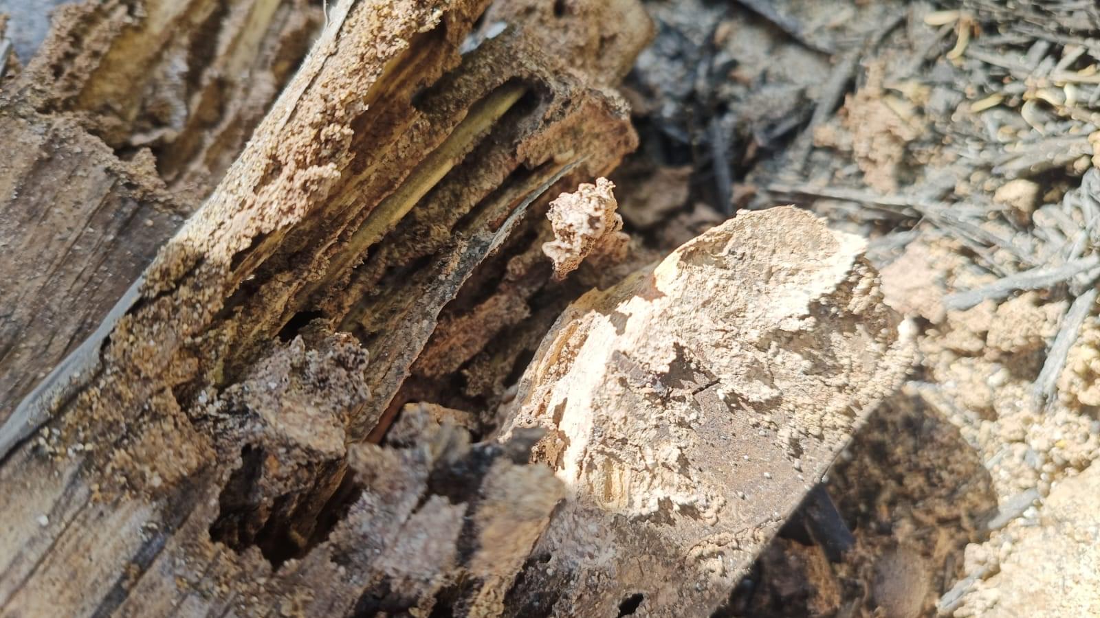 Termite damage Image 2