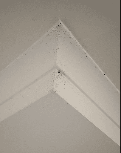 german coackraoches infestation